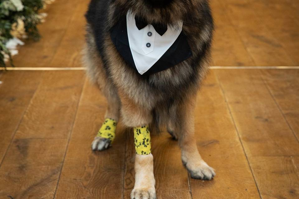 Groomsdog