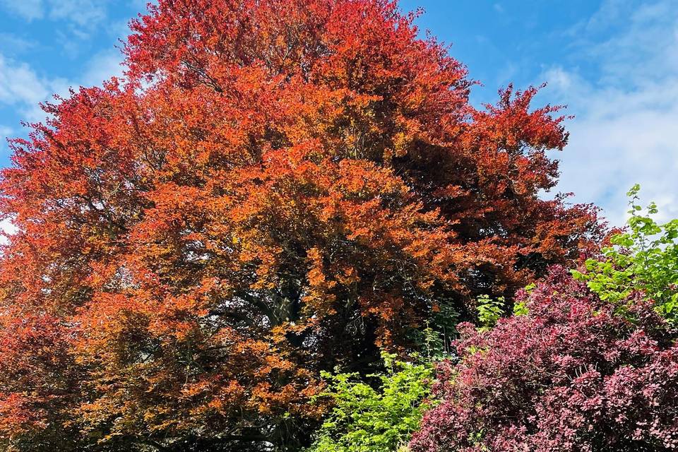 Beech Tree on East Lawn