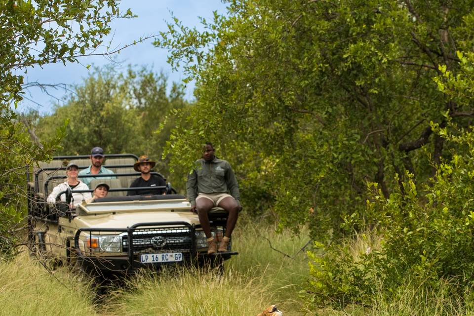 Safari