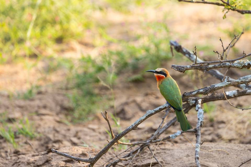 Bee-eater