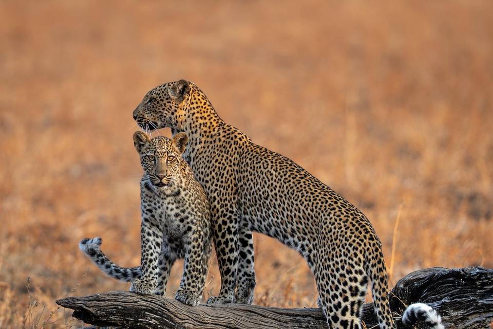 Leopards
