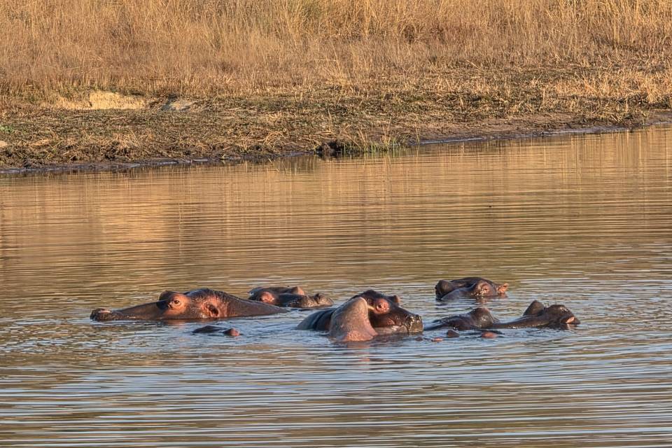 Hippos