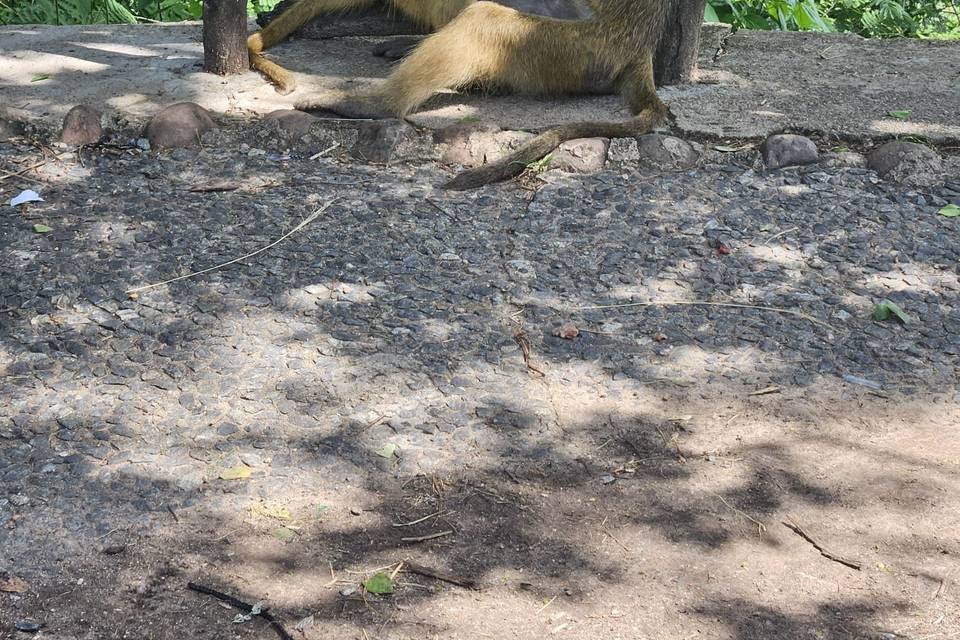 Baboons