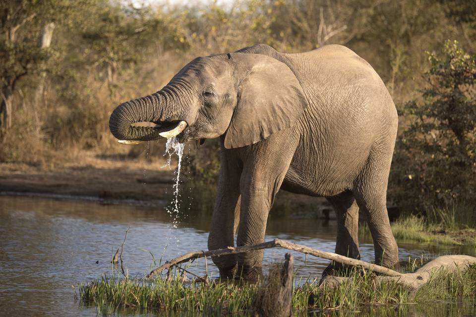 Elephant