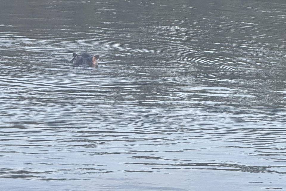 Hippos