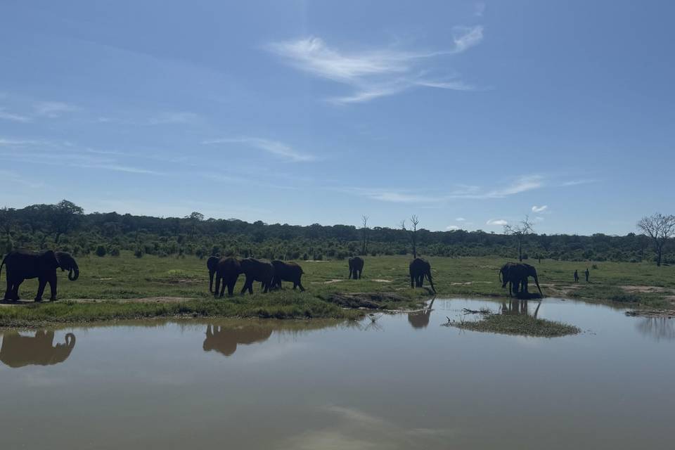 Elephants at waterhole
