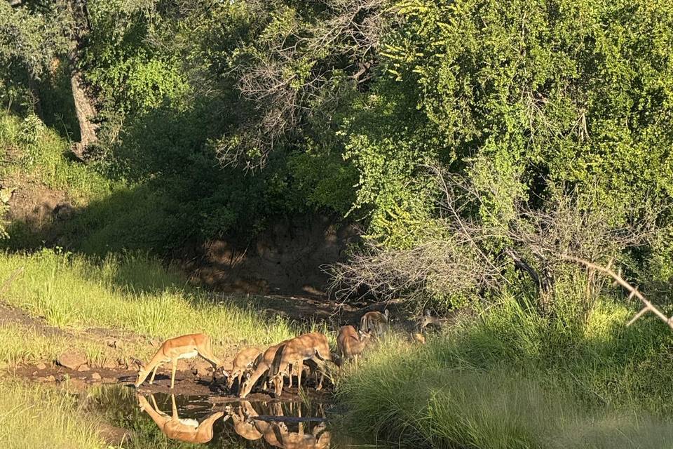 Impala