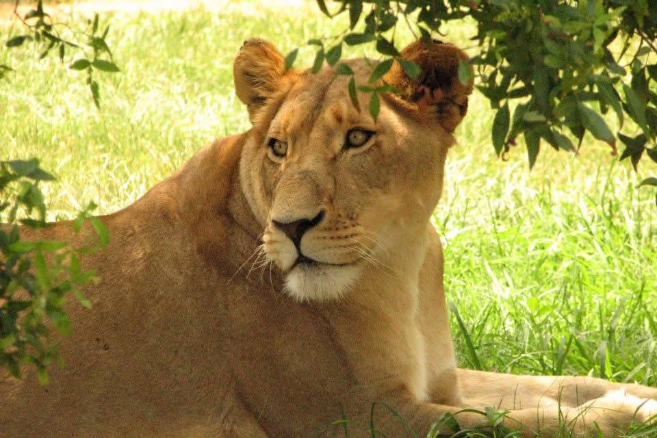 Lioness