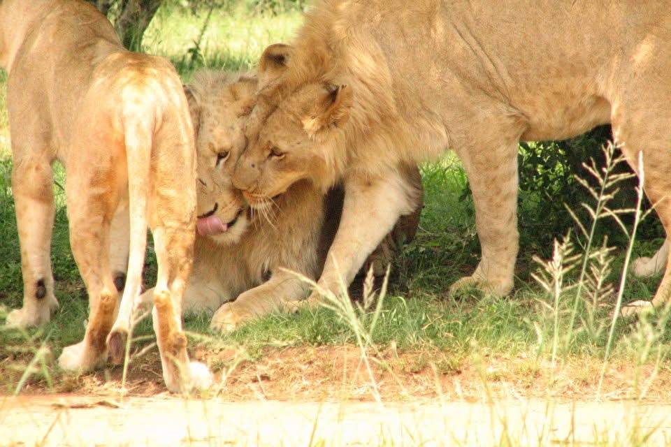 Lionesses