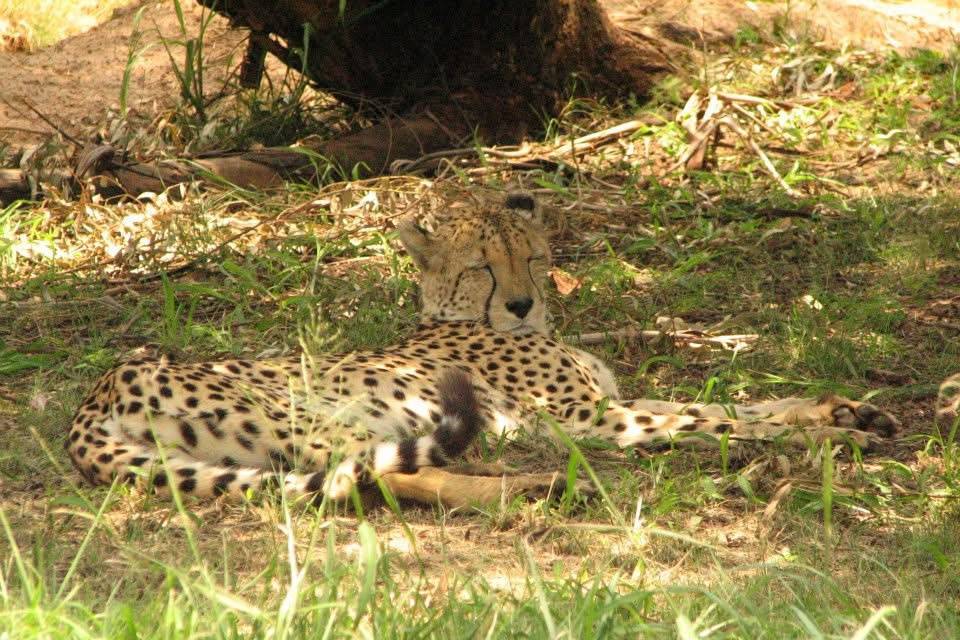 Cheetah