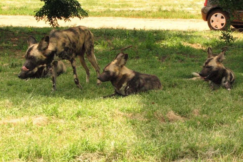 Wild dogs