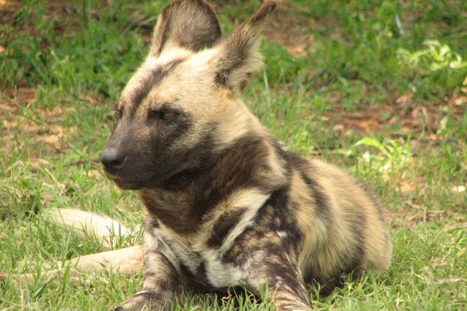 Wild dog
