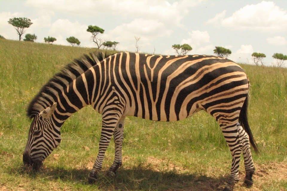Zebra
