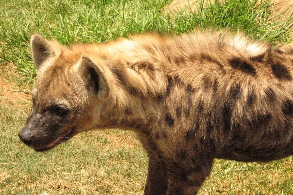Hyena