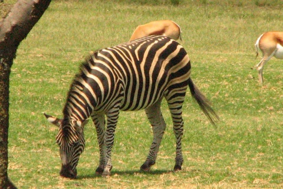 Zebra
