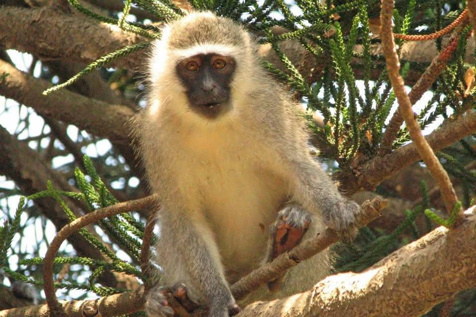 Vervet Monkey