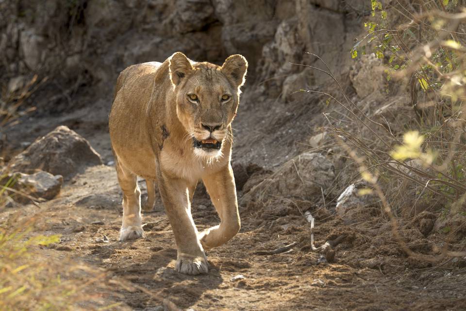 Lionesse