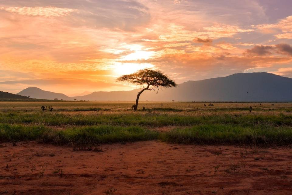Terra Zuri