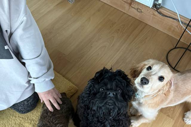 Adorable puppies ♥️