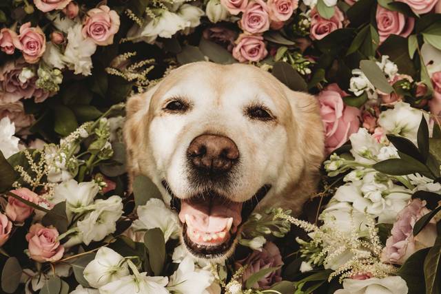 Flower dog