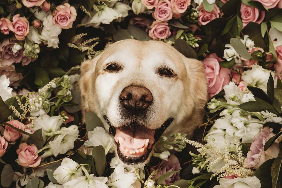 Flower dog