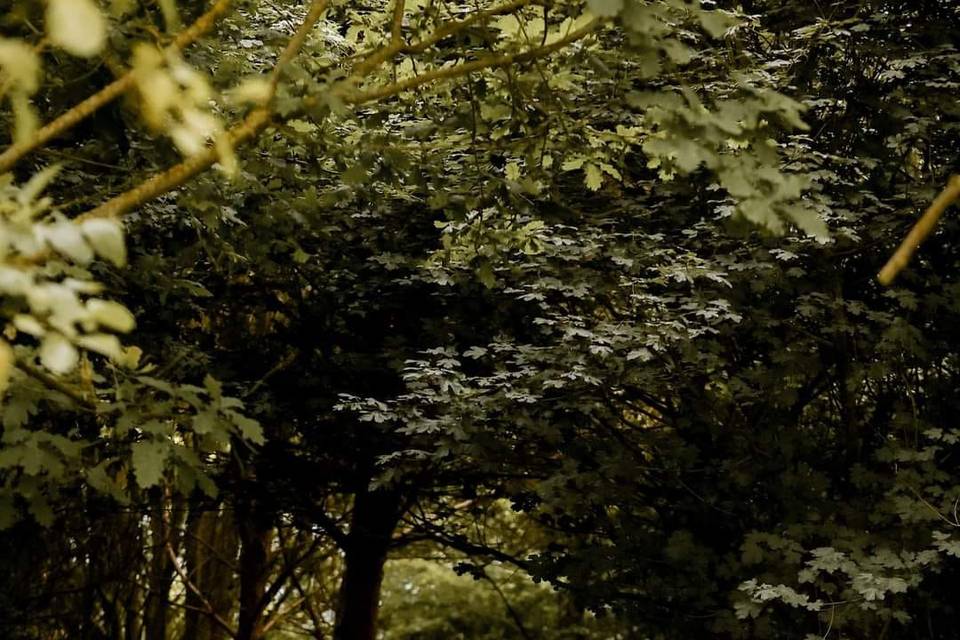 Woodland Walkway