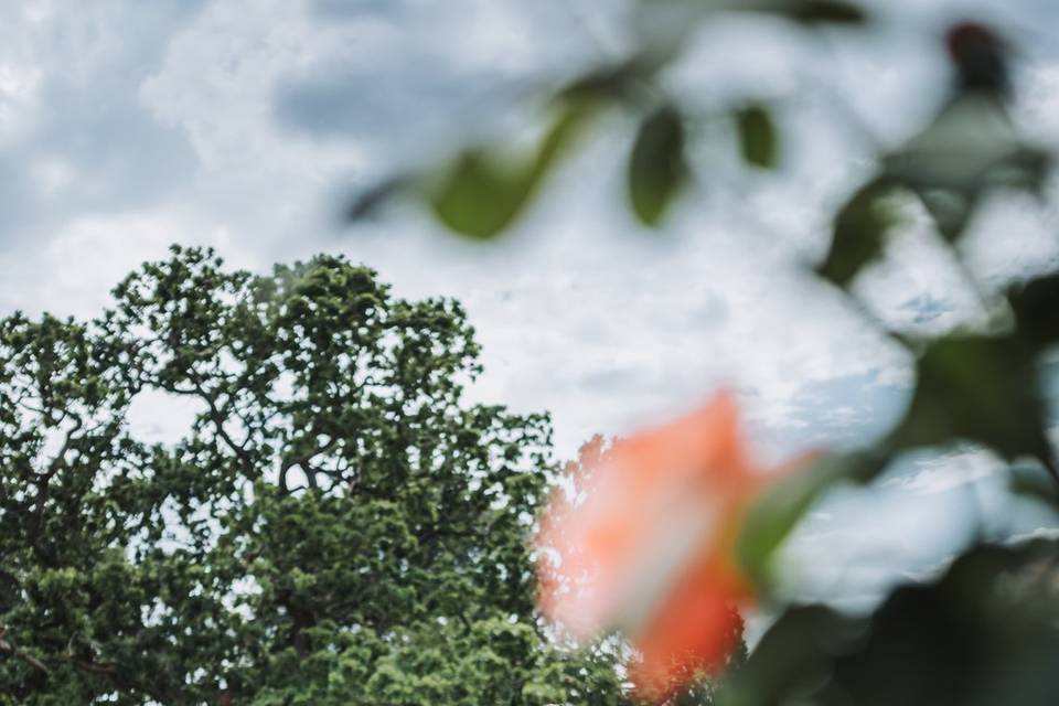 Rose gardens 2