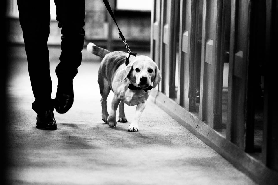 Dog friendly venue