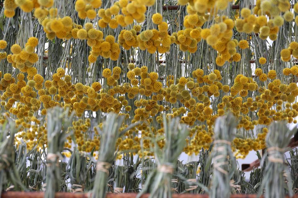 Dried Flowers