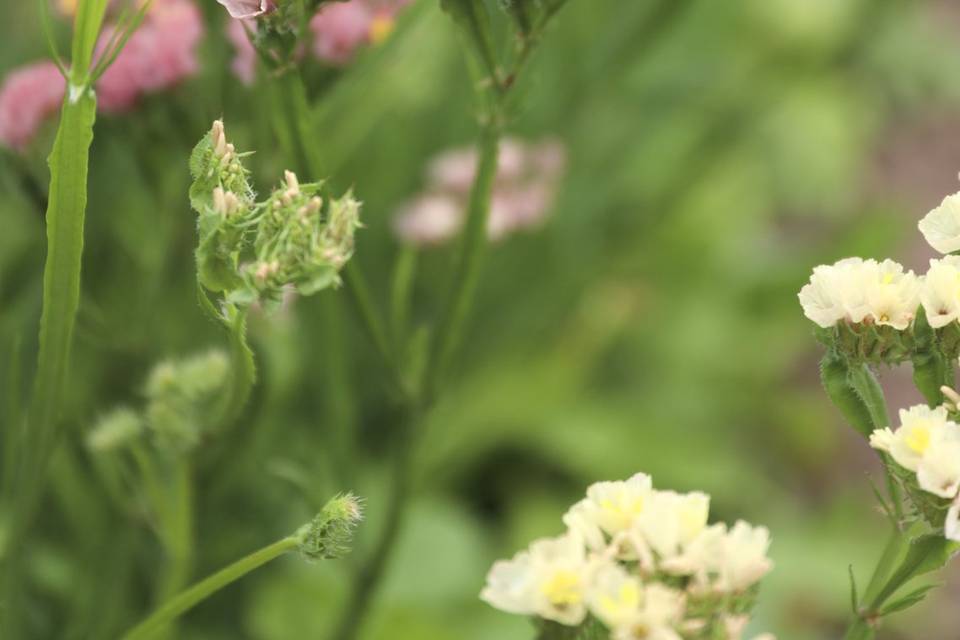 Shropshire Petals