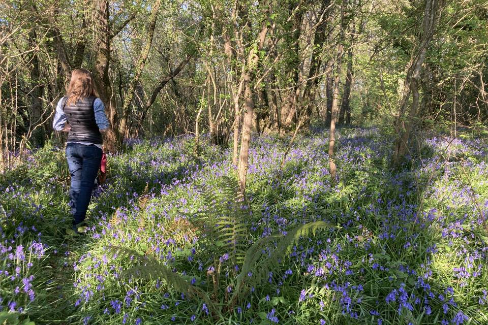 Bluebell woods