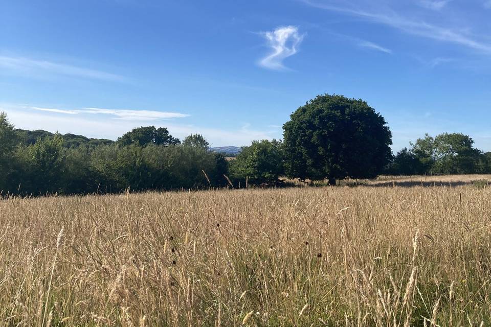 Fields