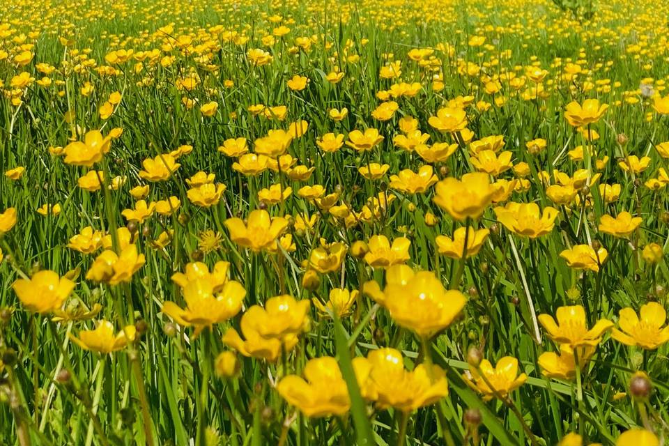 Another field