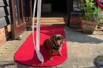 Wilson the shop dog waiting