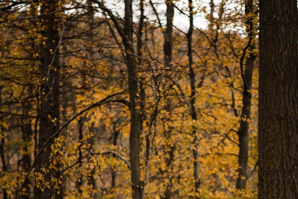 Autumn Woodland