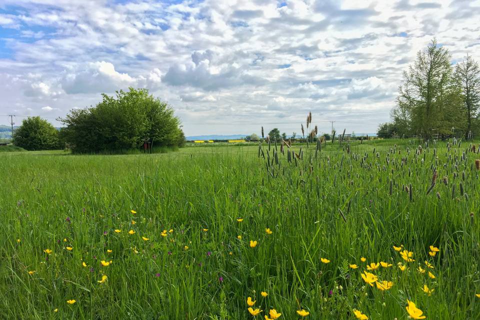 Wildflower meadow view spring