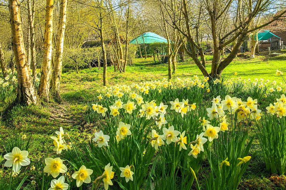 Spring Daffidols