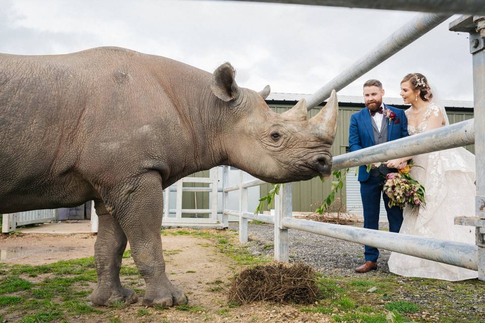 A rhino guest