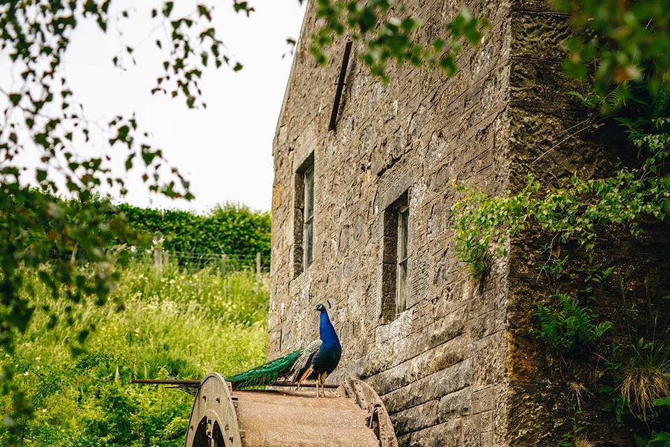 The water wheel and peacock