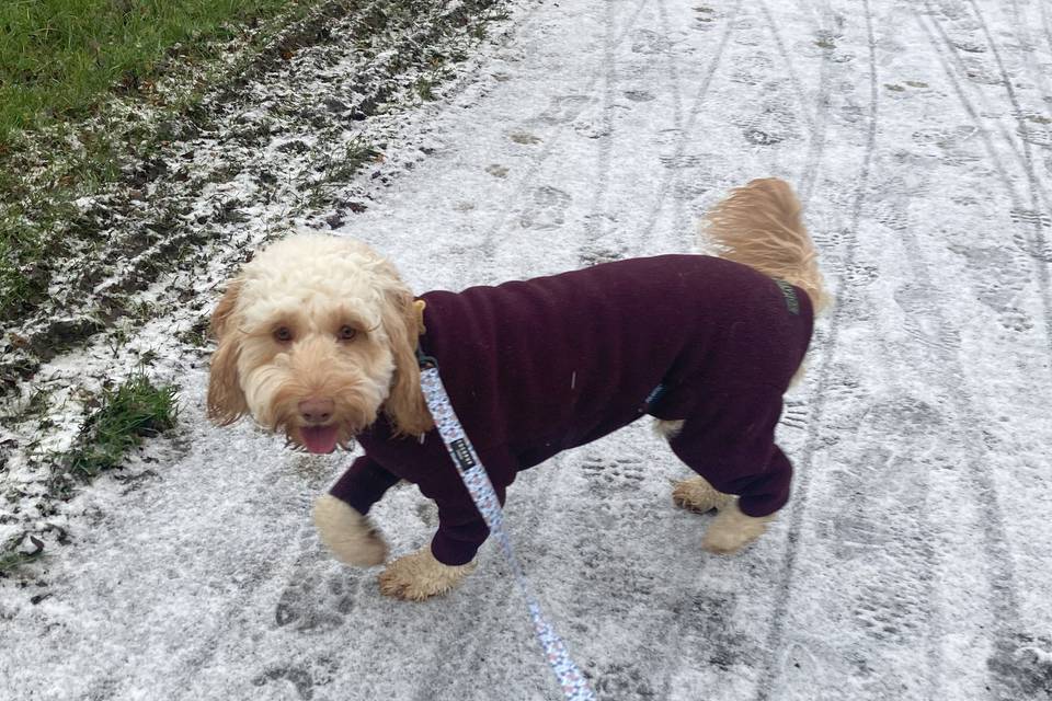 Snowy walks