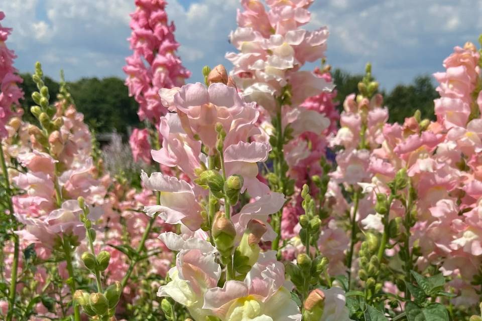 Snapdragons in the field