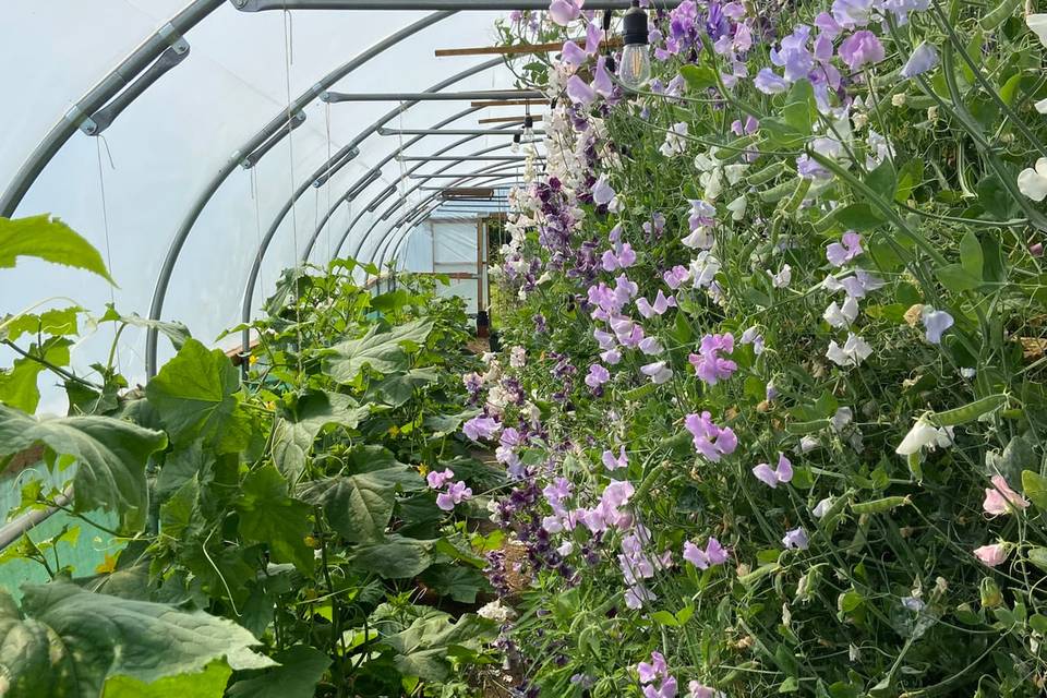 Sweet peas in the tunnel