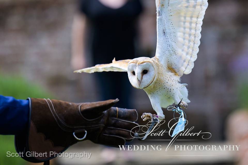 Owl Ring Delivery
