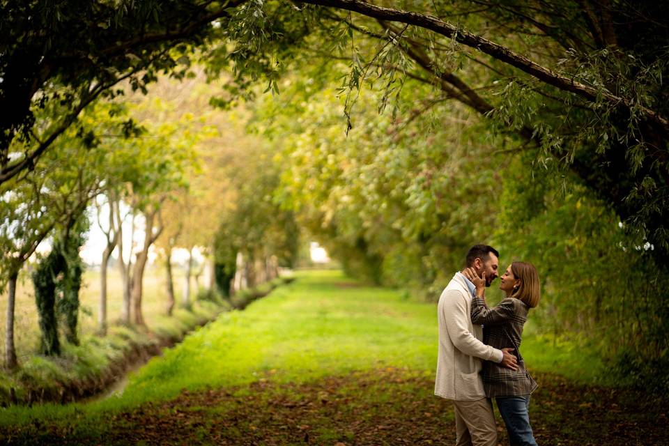 Tree lined avenue