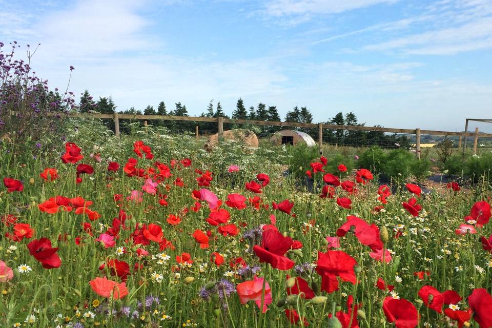 Field of flowers