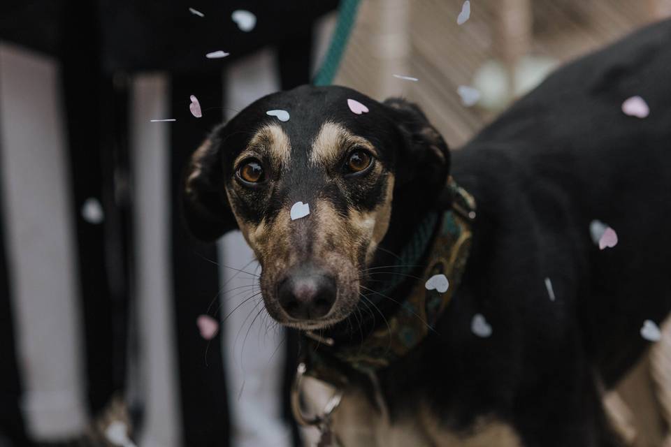 Confetti dog