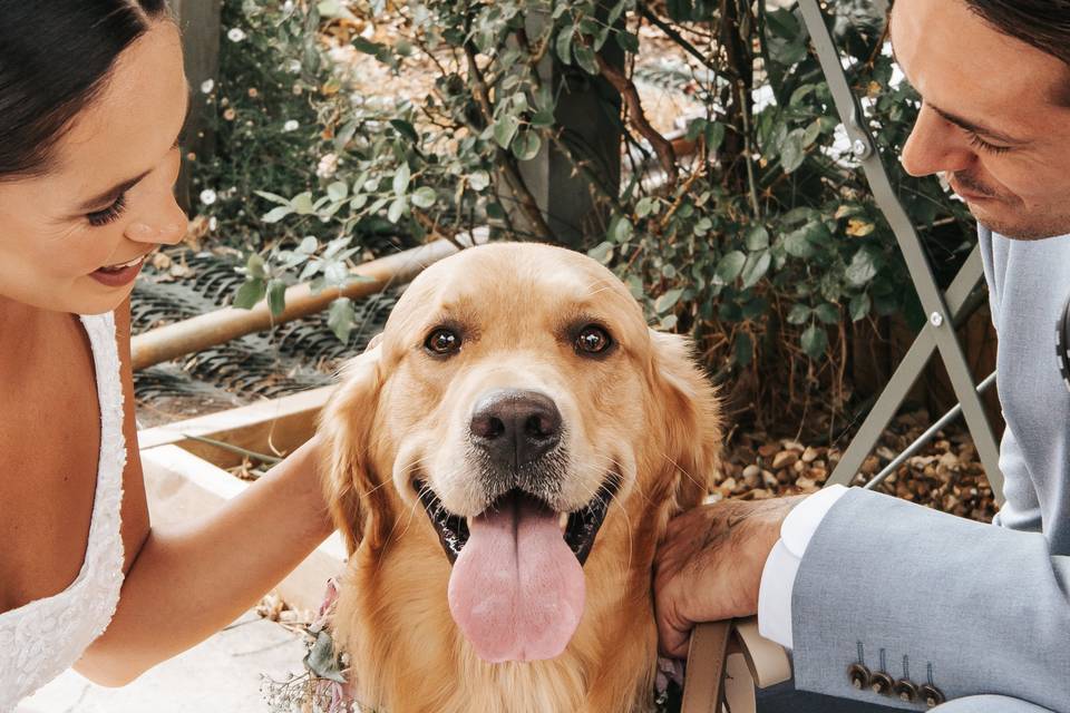 Dog chaperone service
