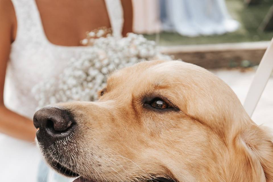 Dog chaperone