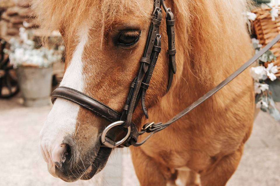 Pony guest
