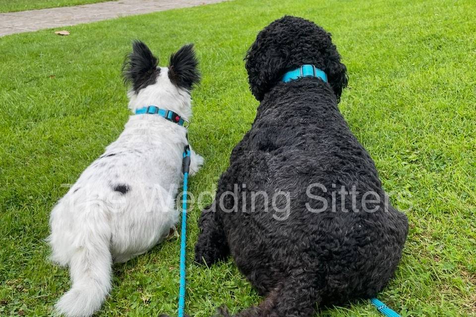 Wedding dog sitter